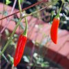 Capsicum annuum